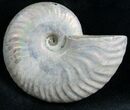 Silver Iridescent Ammonite - Madagascar #7785-1
